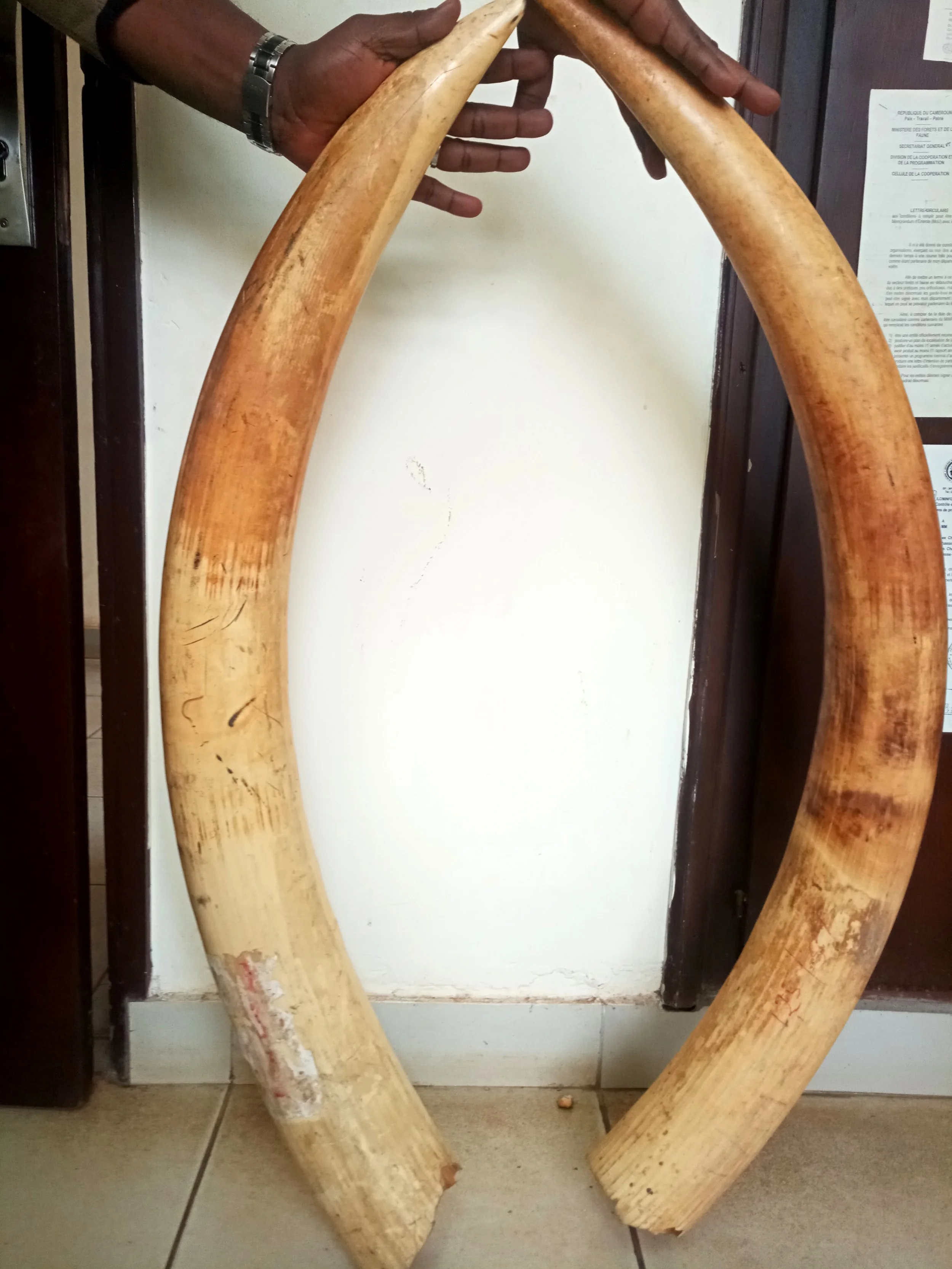 Protecting the Dja Rainforest Complex Forest Elephants and Great